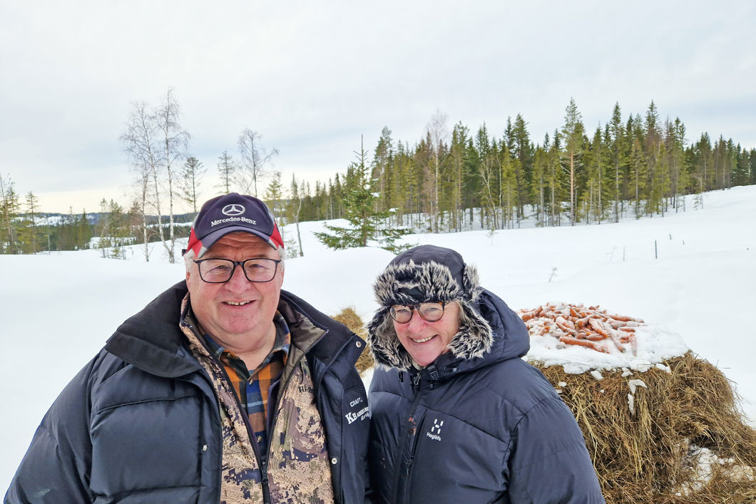 To personer står foran en haug med høy og gulerøtter , plassert ute i et snødekket skogsterreng. 