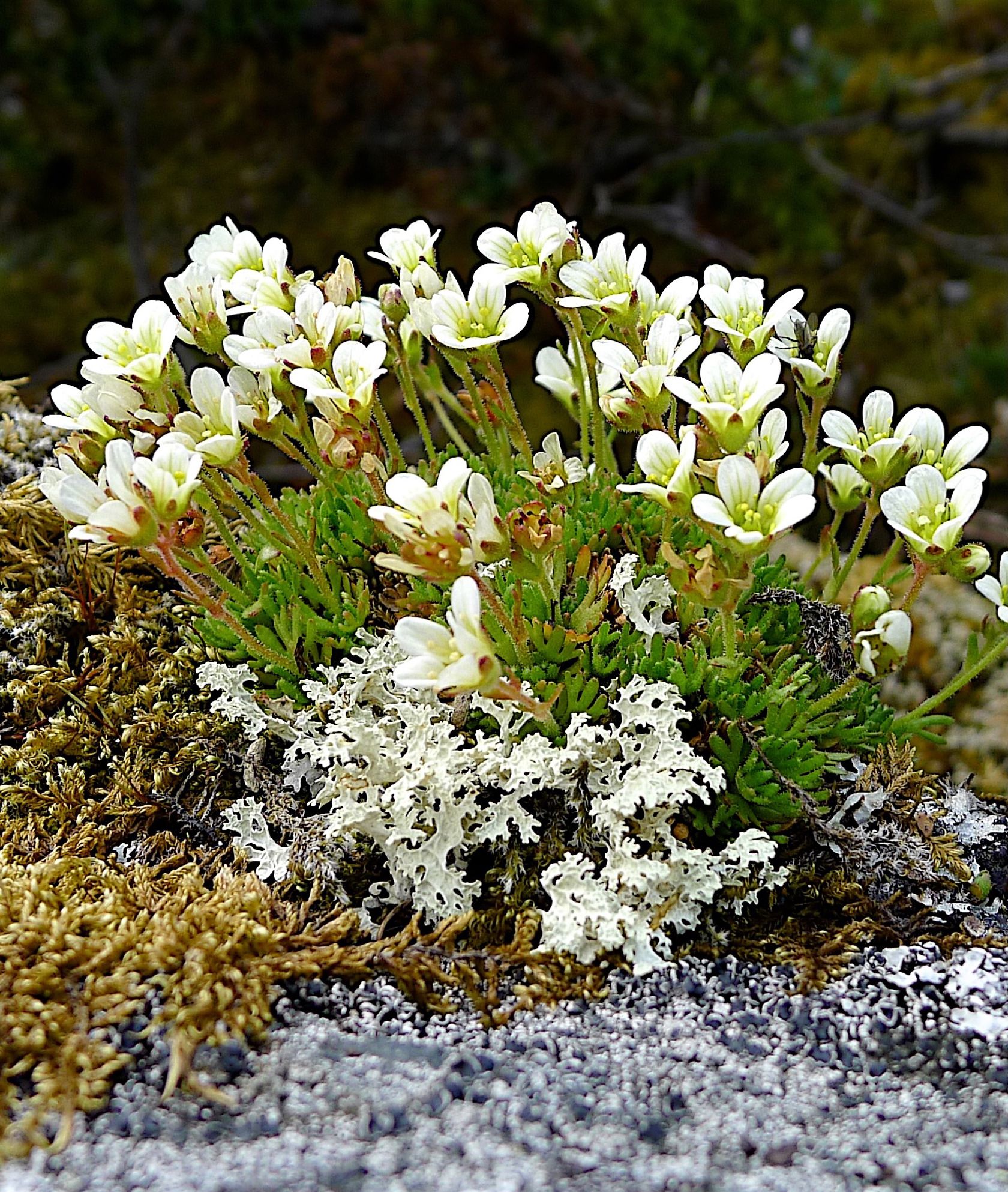 Bukett hvite fjellblomster