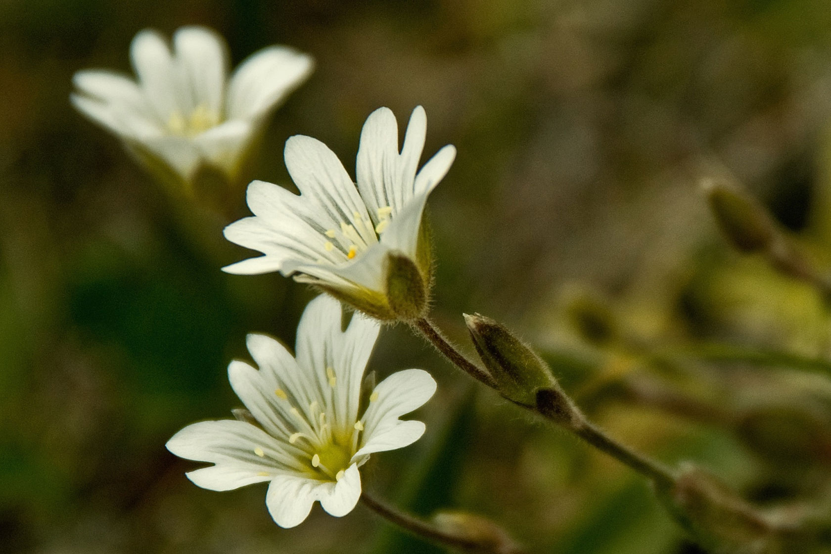 Hvite små blomster.